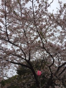 2018年4月5日みやま公園桜の様子その1