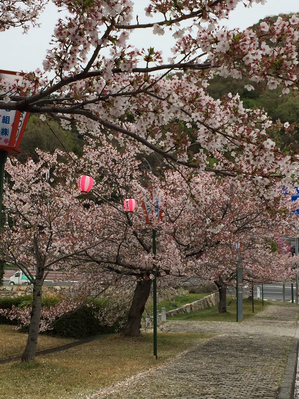 2018年4月5日みやま公園桜の様子その2
