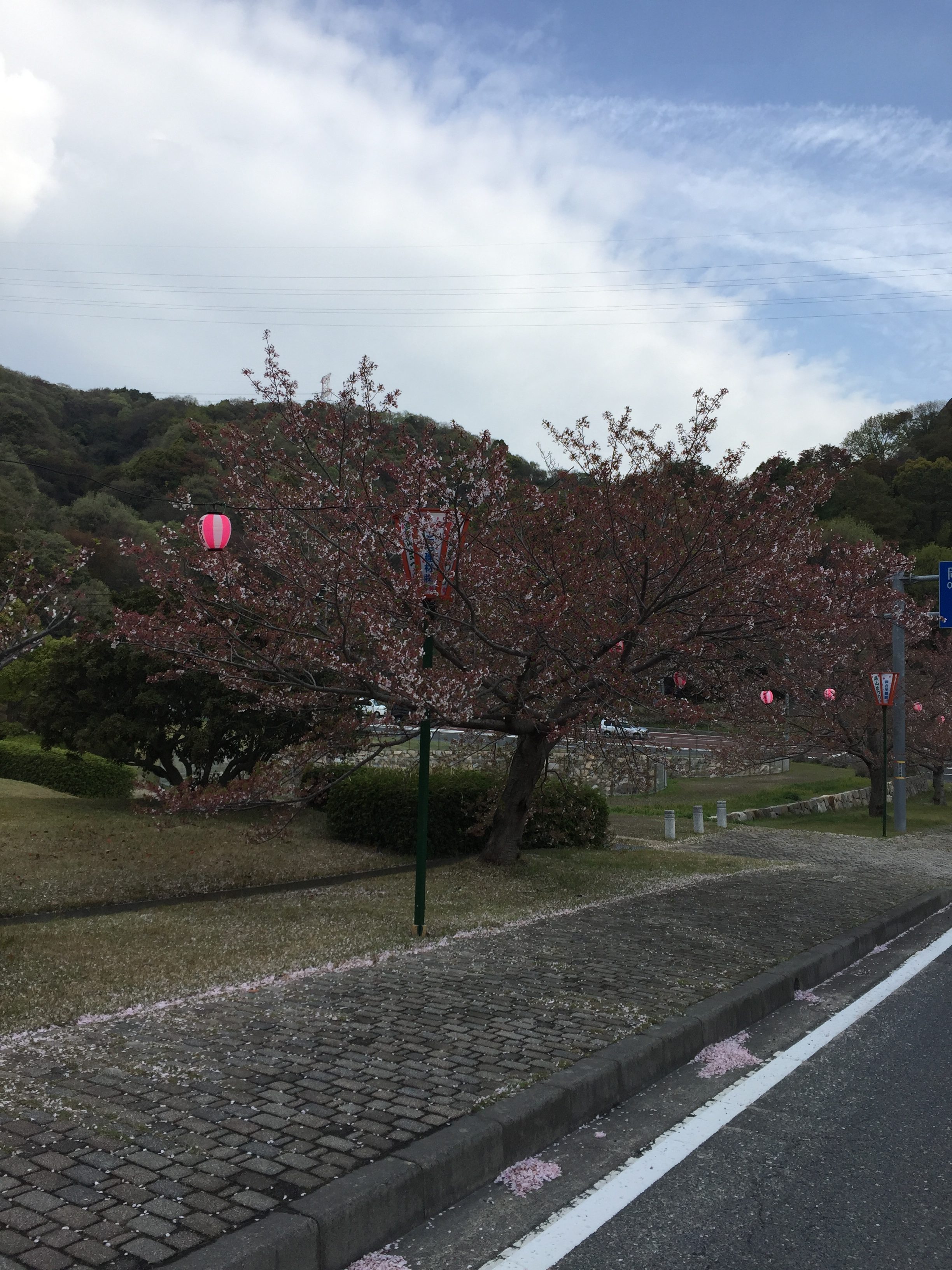 2018年4月7日みやま公園桜の様子その3