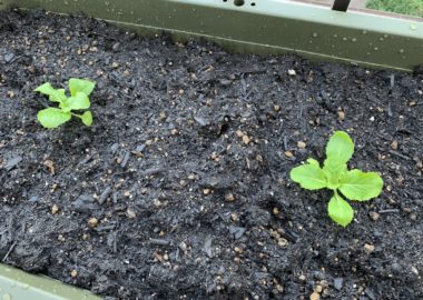 キレイに植え替えできた白菜の苗