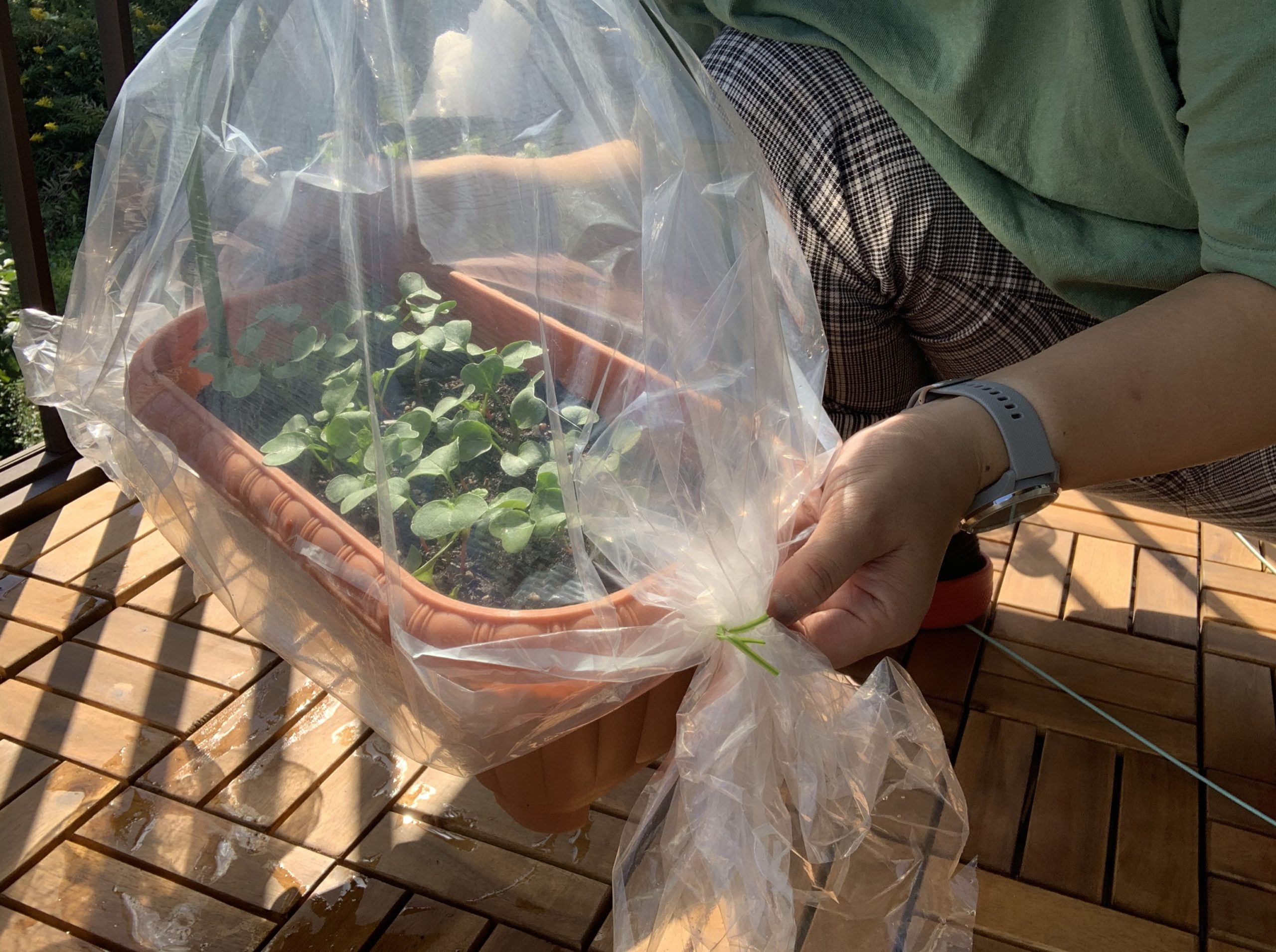 冬の厳しい寒さから野菜を守ろう ビニール編 ベランダ菜園 Amefarm えーみーふぁーむ 家庭菜園 ブログ