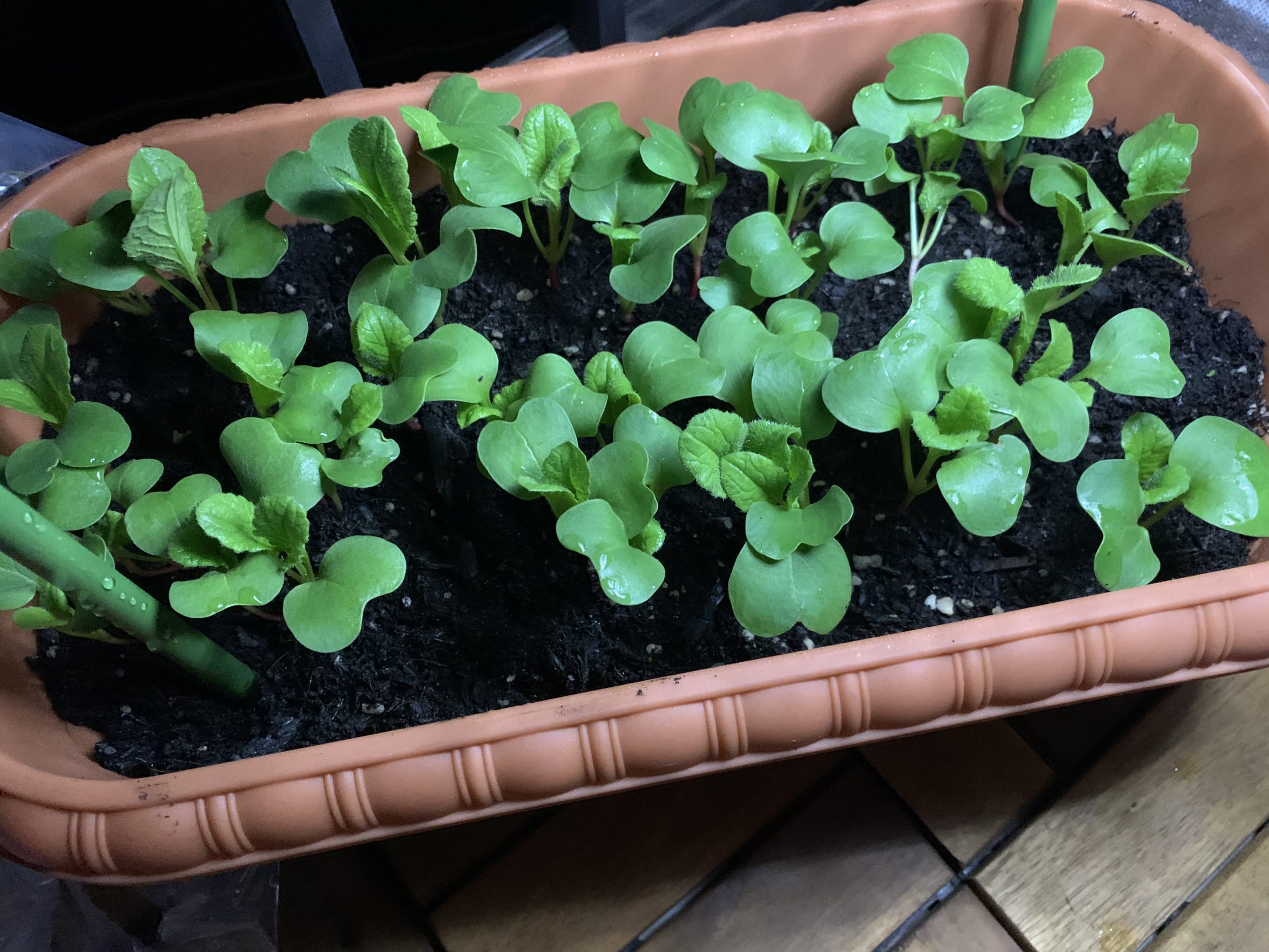 秋 冬野菜の成長過程 プランター菜園 Amefarm えーみーふぁーむ 家庭菜園 ブログ