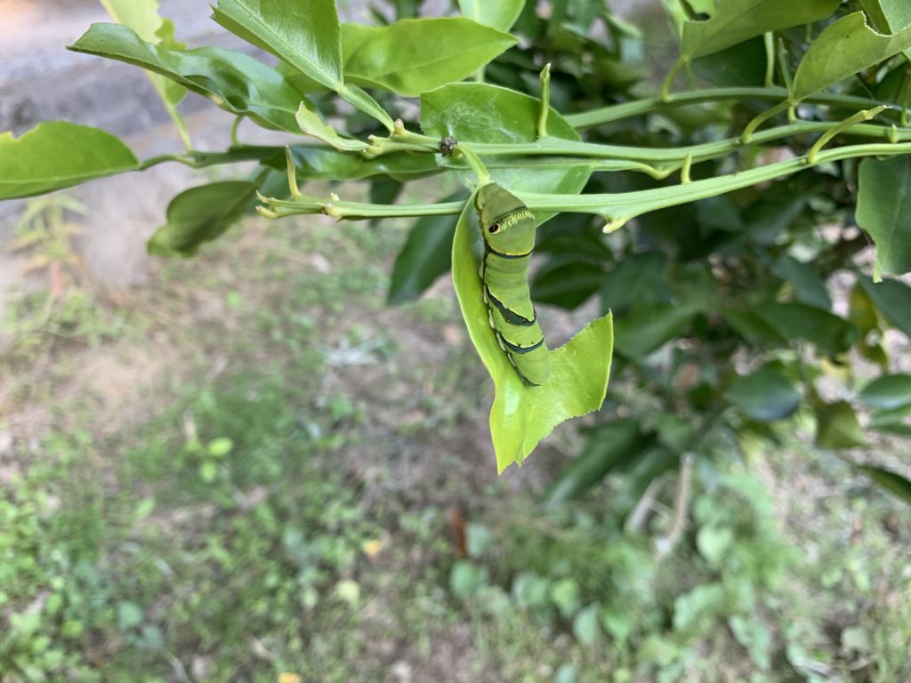 葉っぱを食べるアゲハ蝶の幼虫