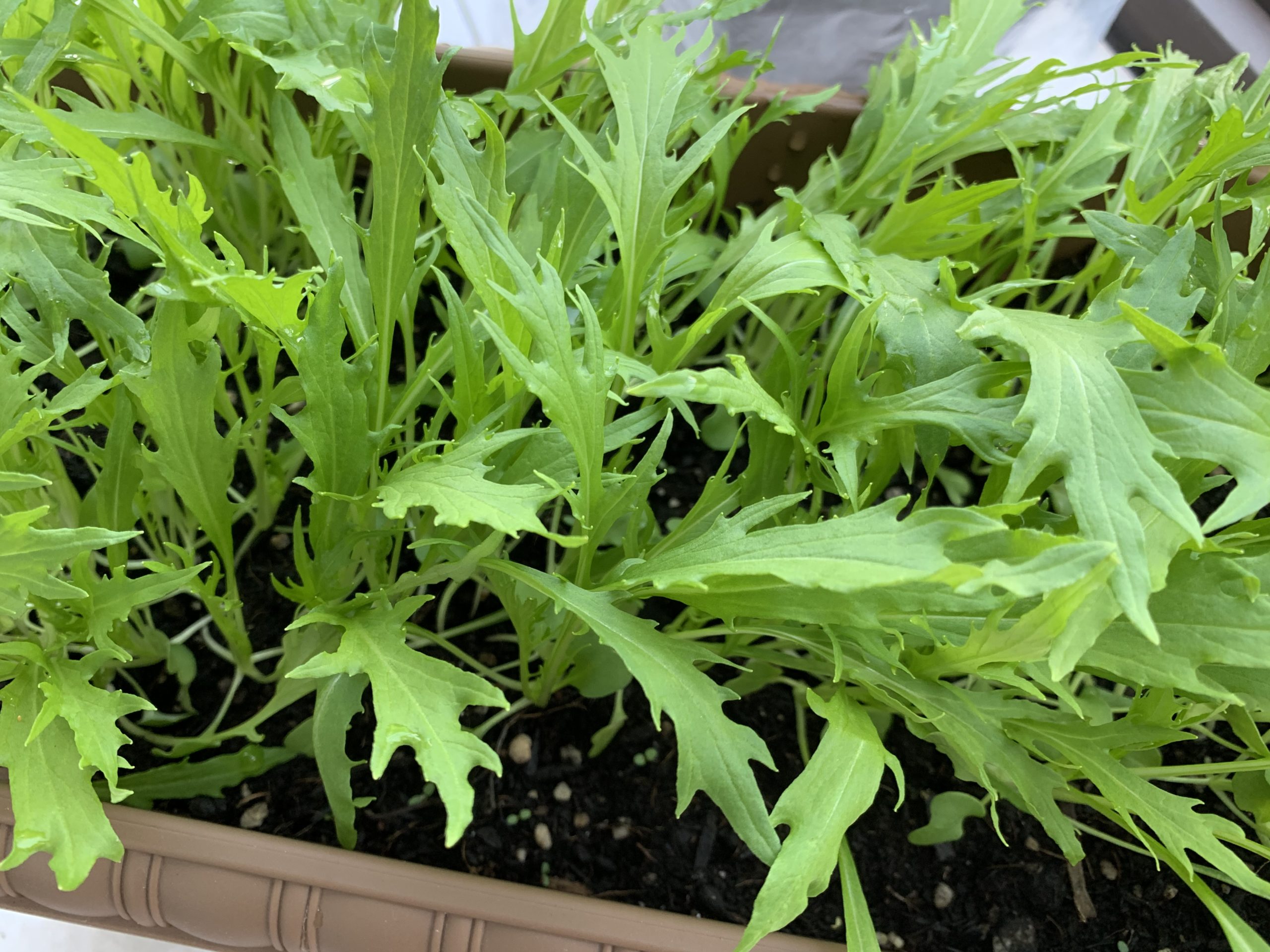 サラダ水菜をプランター菜園で栽培 収穫 Amefarm えーみーふぁーむ 家庭菜園 ブログ