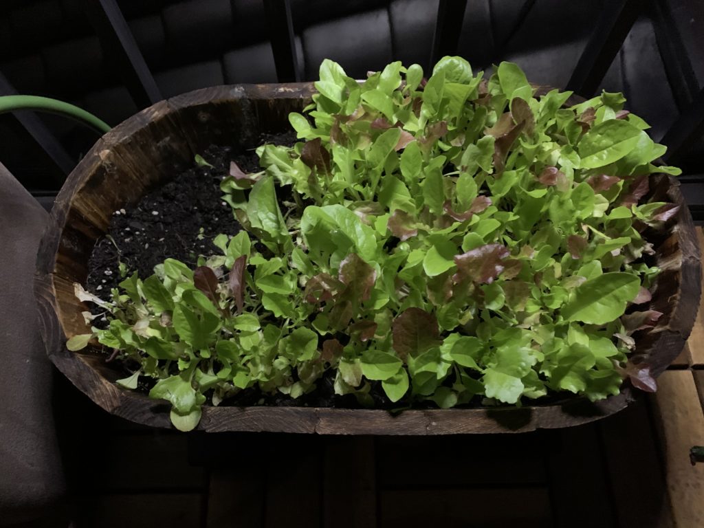 サラダレタス 1回のタネまきで何度も収穫できる野菜 プランター菜園 Amefarm えーみーふぁーむ 家庭菜園 ブログ