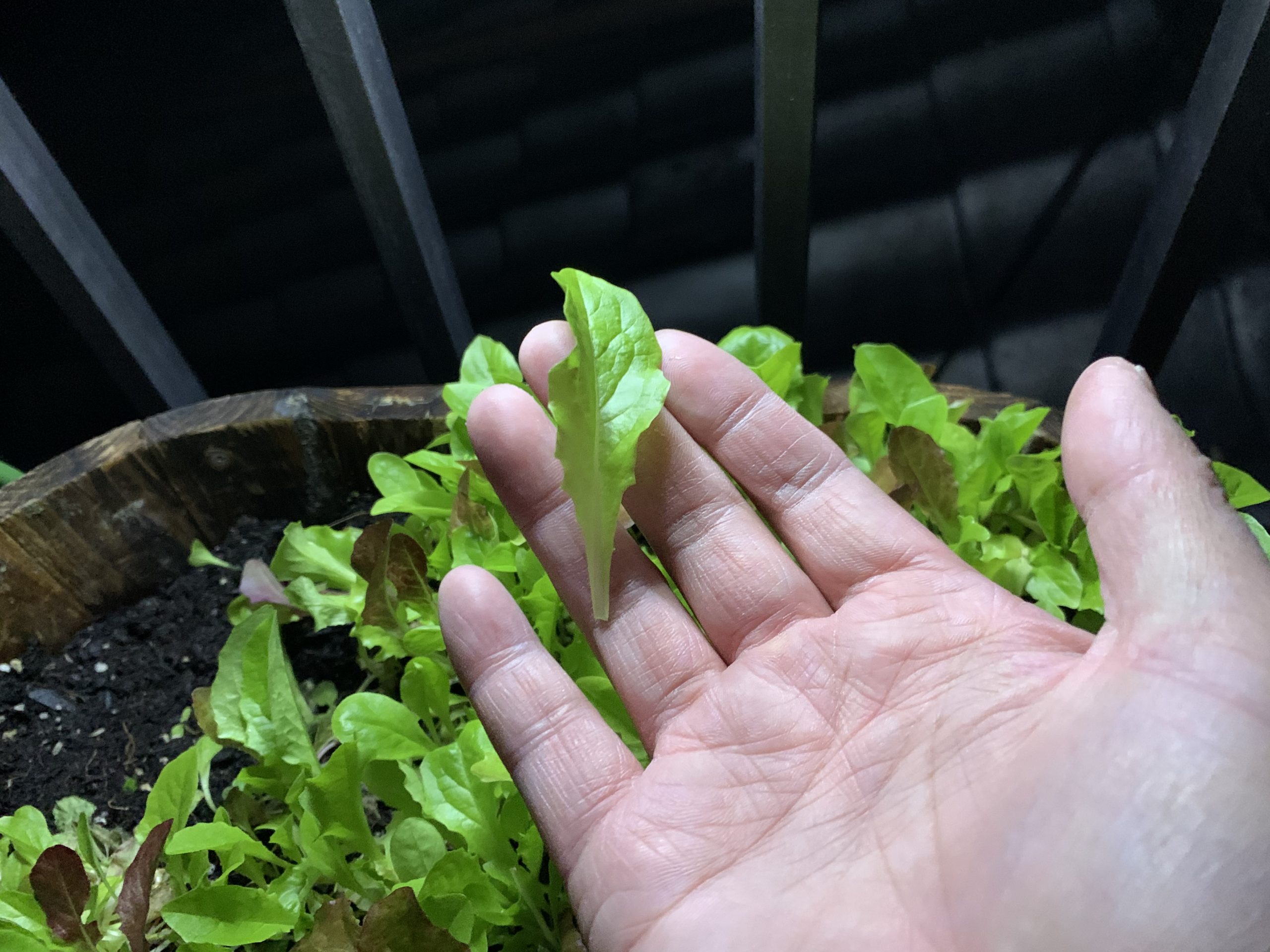 サラダレタス 1回のタネまきで何度も収穫できる野菜 プランター菜園 Amefarm えーみーふぁーむ 家庭菜園 ブログ