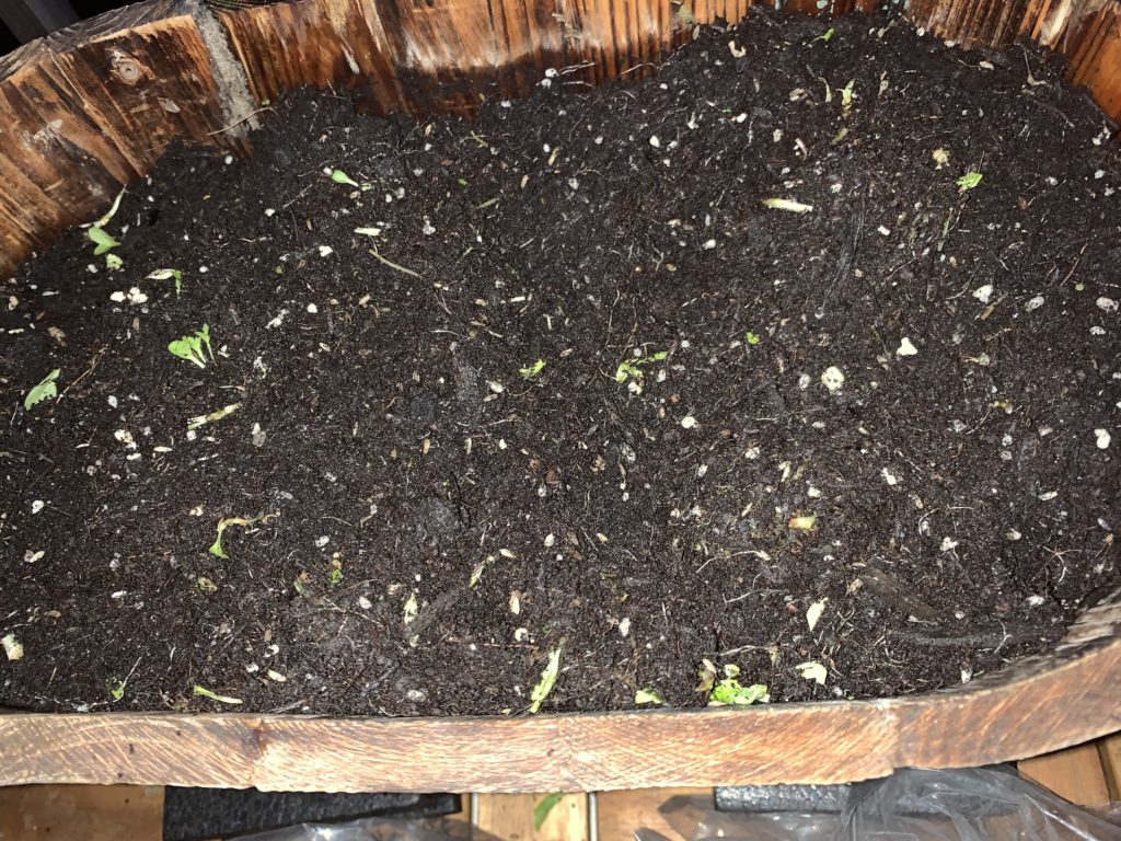 根っこなどをキレイに取り除いたプランターの中の培養土