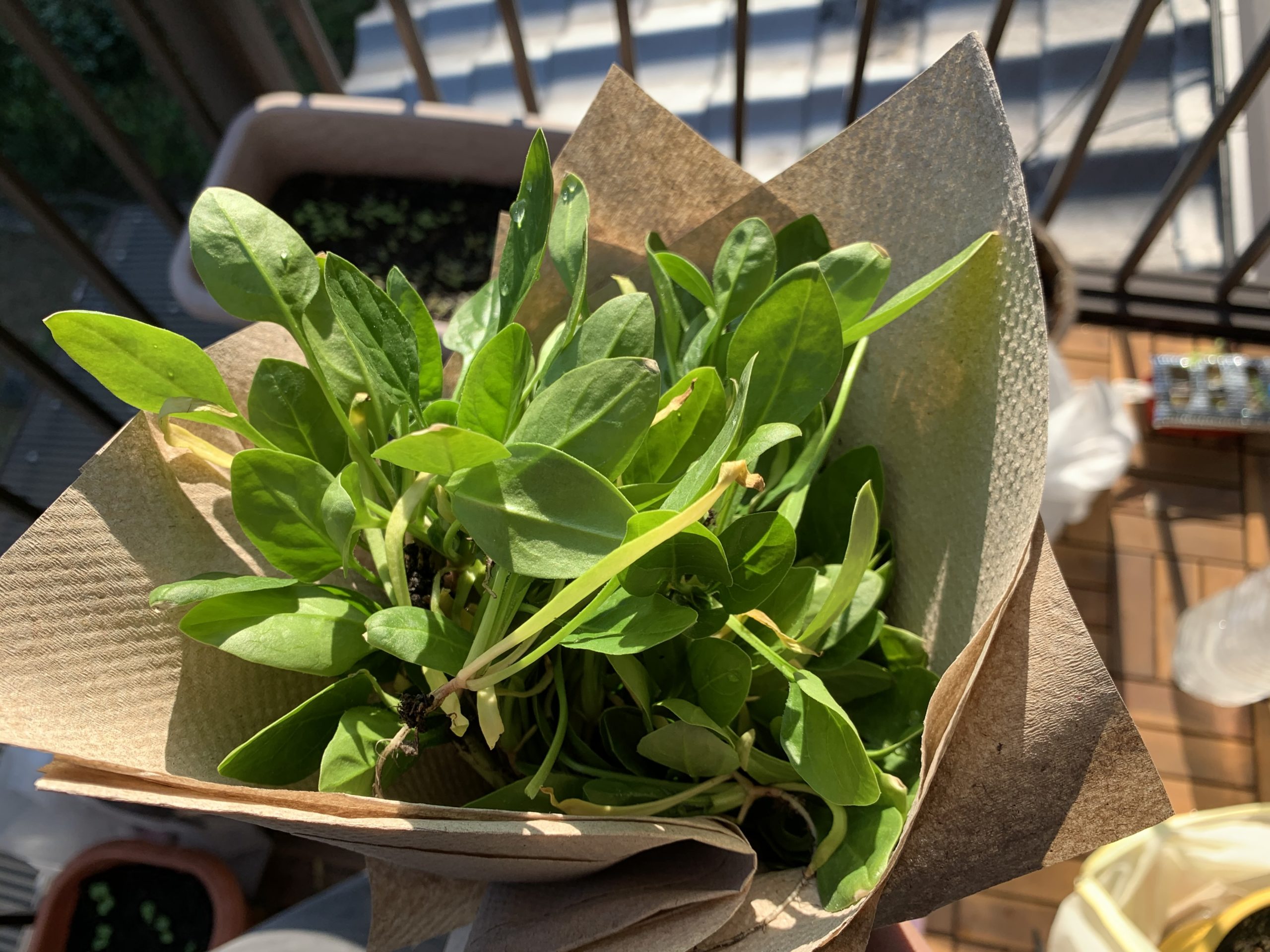 ほうれん草を間引いてみよう プランター菜園 Amefarm えーみーふぁーむ 家庭菜園 ブログ