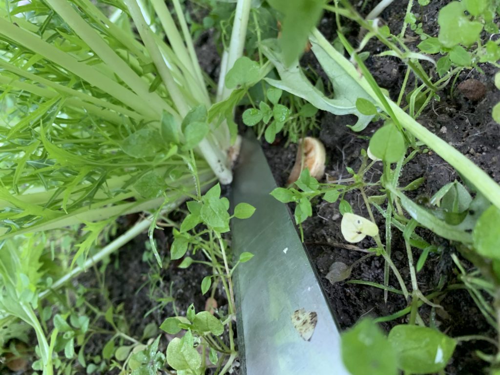 包丁で茎をカットして収穫する水菜