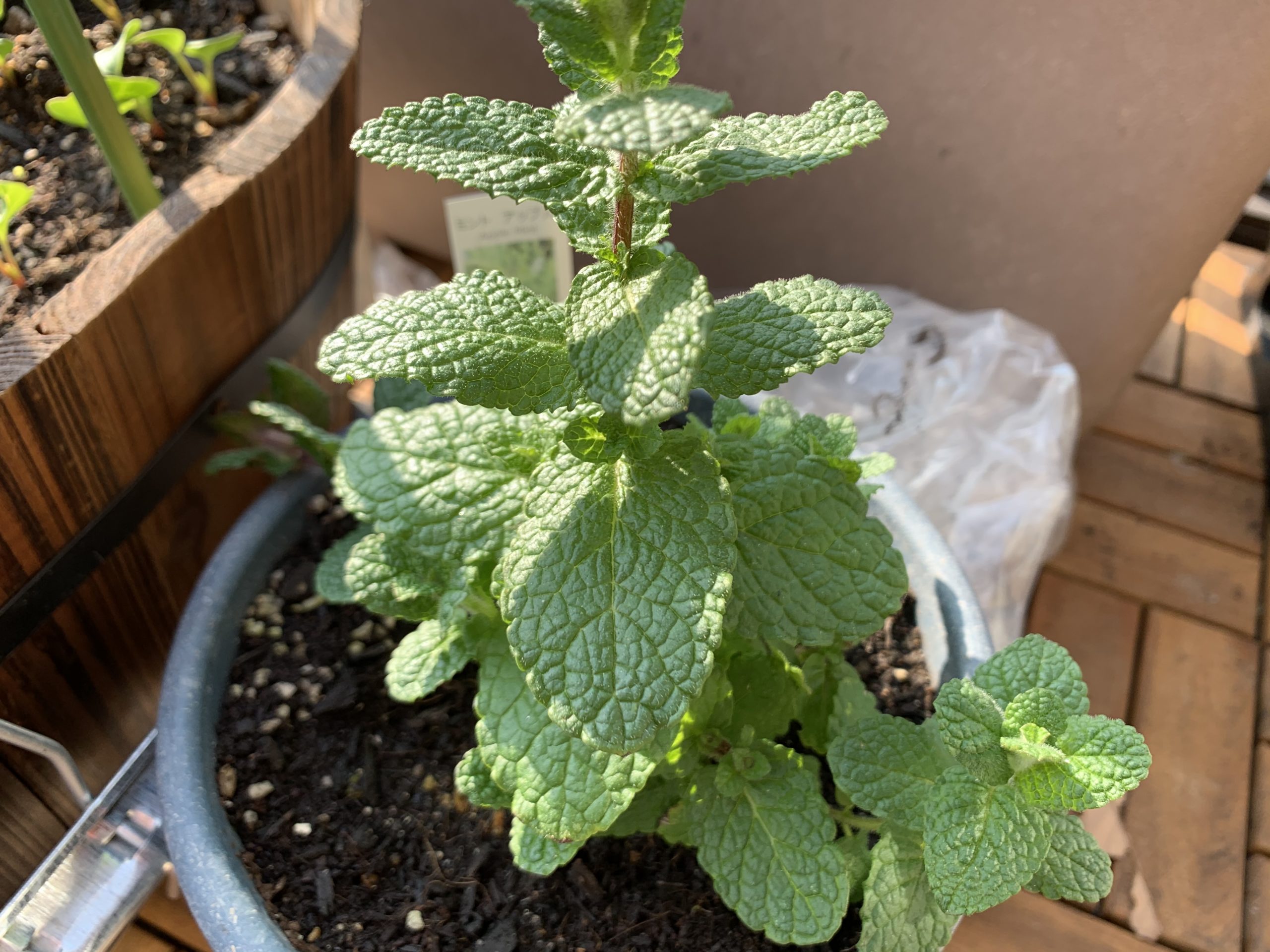 冬でもしっかり発芽します 栽培中の野菜を観察 家庭菜園 Amefarm えーみーふぁーむ 家庭菜園 ブログ