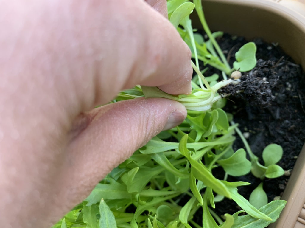 茎の部分をもって収穫する水菜