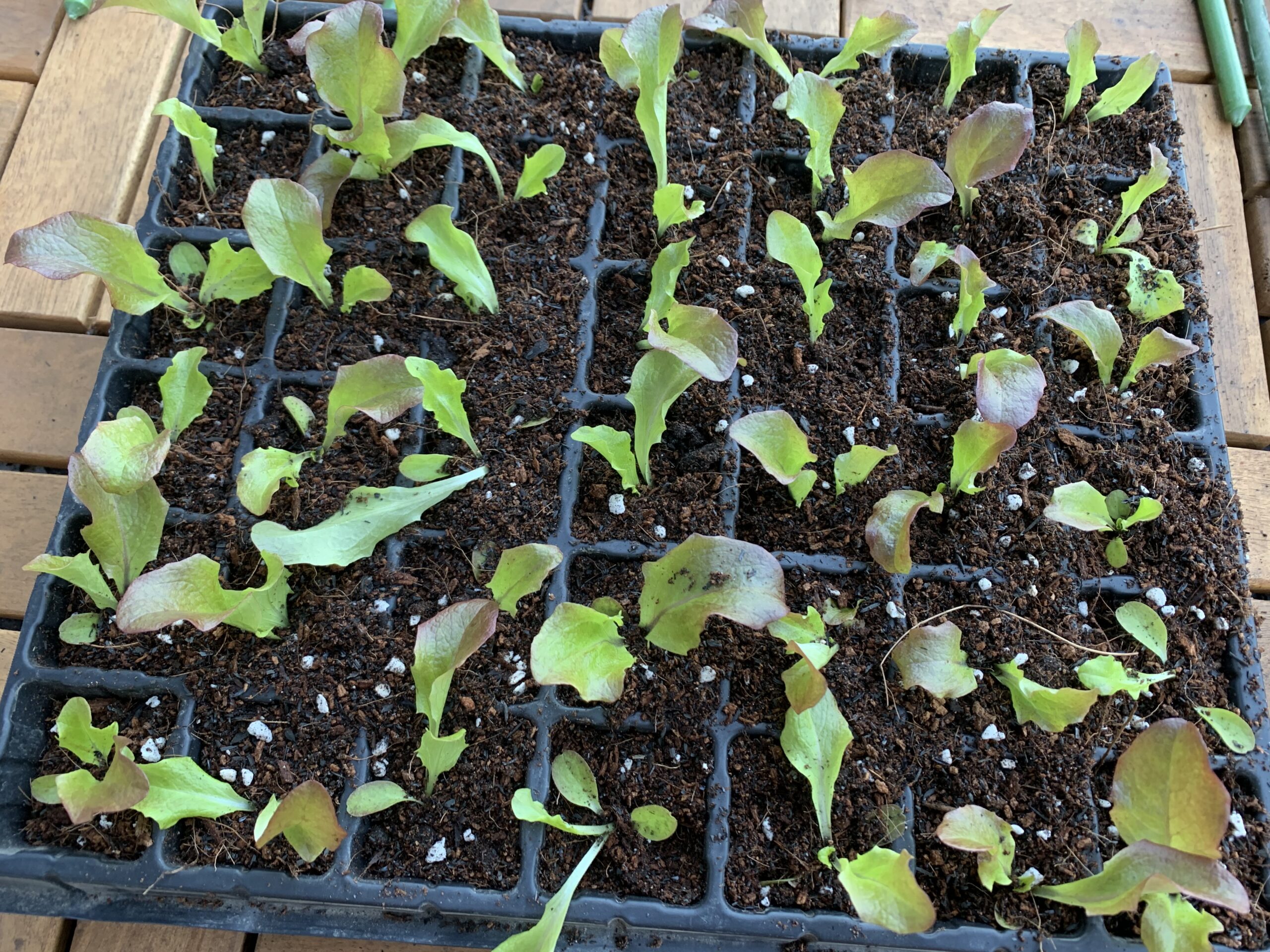 サニーレタスを苗ポットに植え替えしてみよう♪【家庭菜園】 - aMeFarm