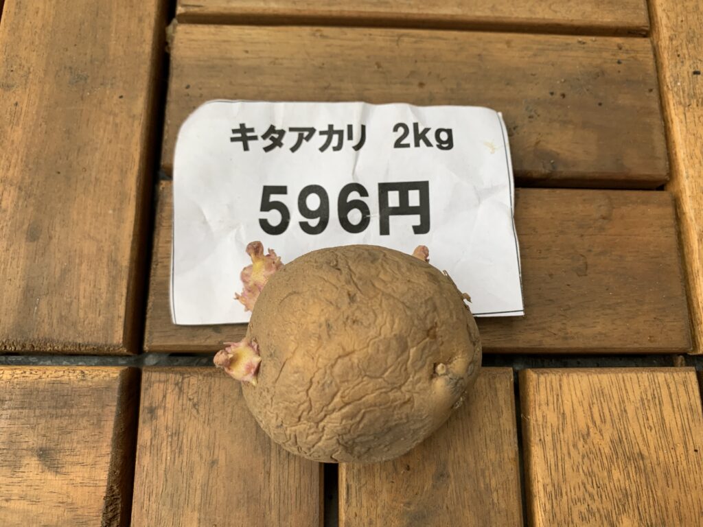 キタアカリの種芋