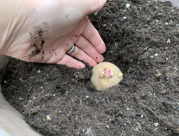 種芋を培養土の中に入れる様子