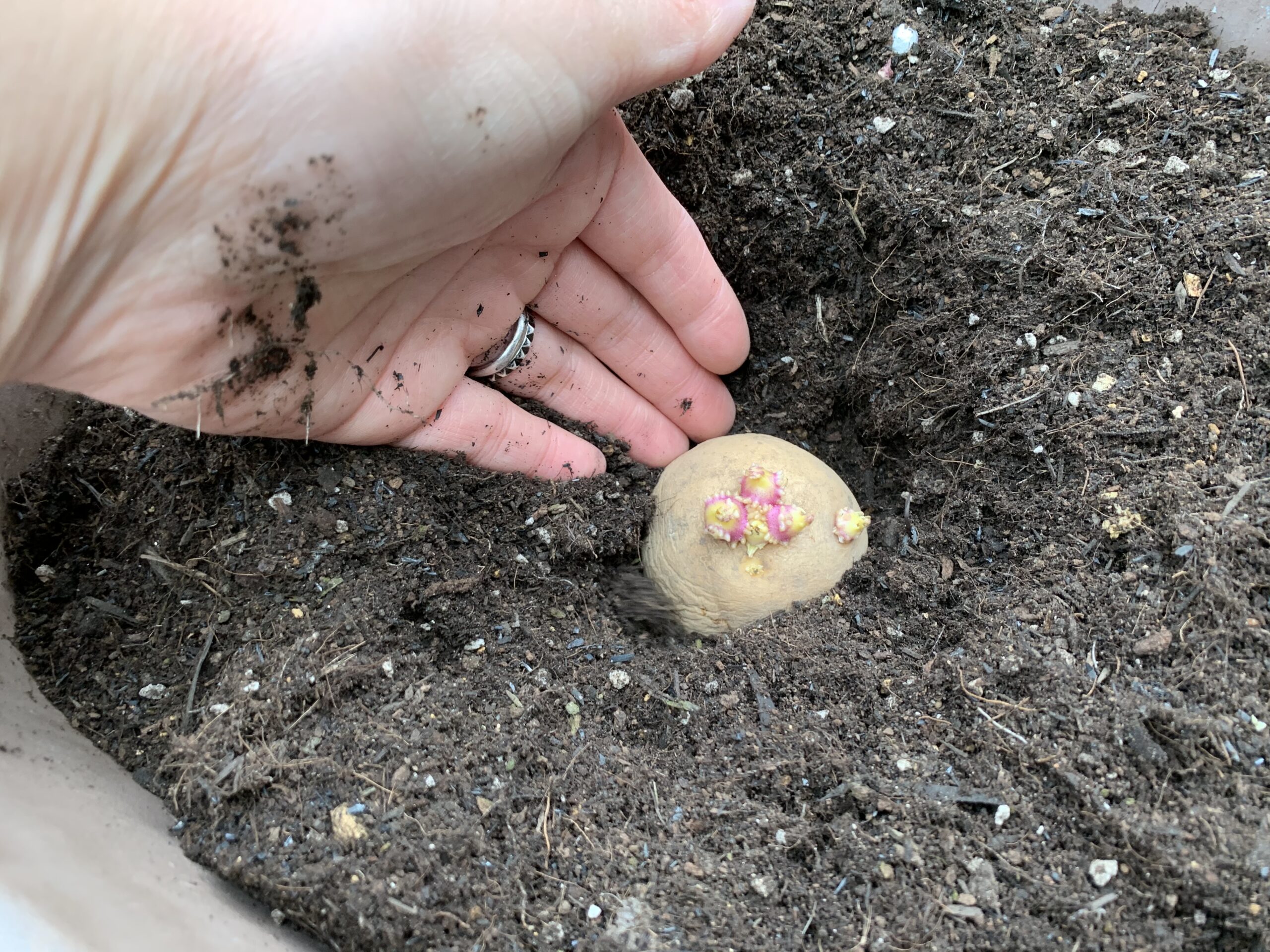 じゃがいもをプランターで栽培 種芋植付編 Amefarm えーみーふぁーむ 家庭菜園 ブログ