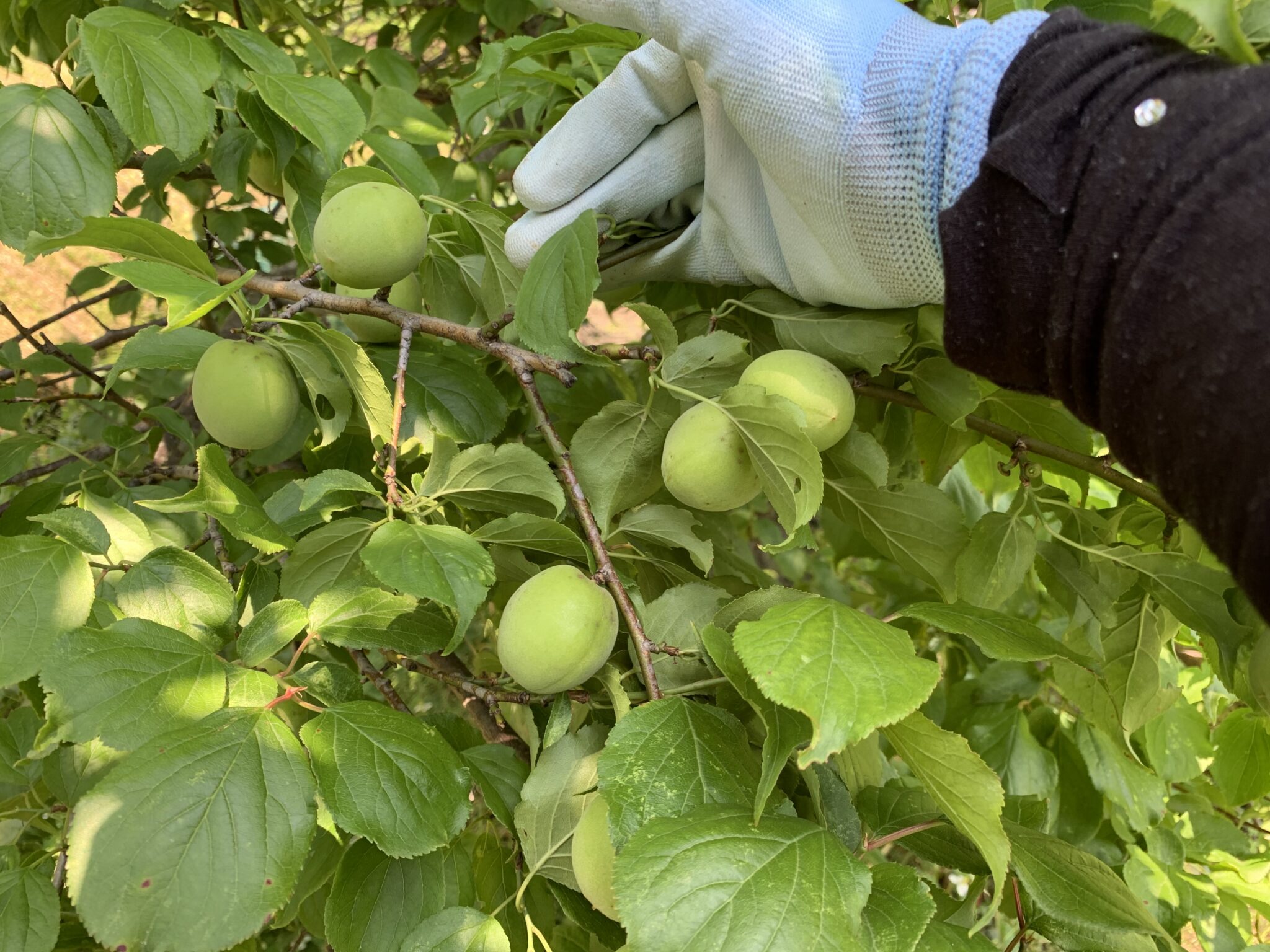 自家製の梅の実を、たくさん収穫しました♪ - aMeFarm(えーみーふぁーむ) | 家庭菜園 ブログ