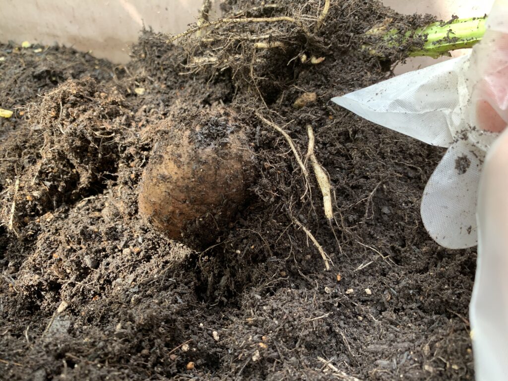 最初に植え付けた種芋
