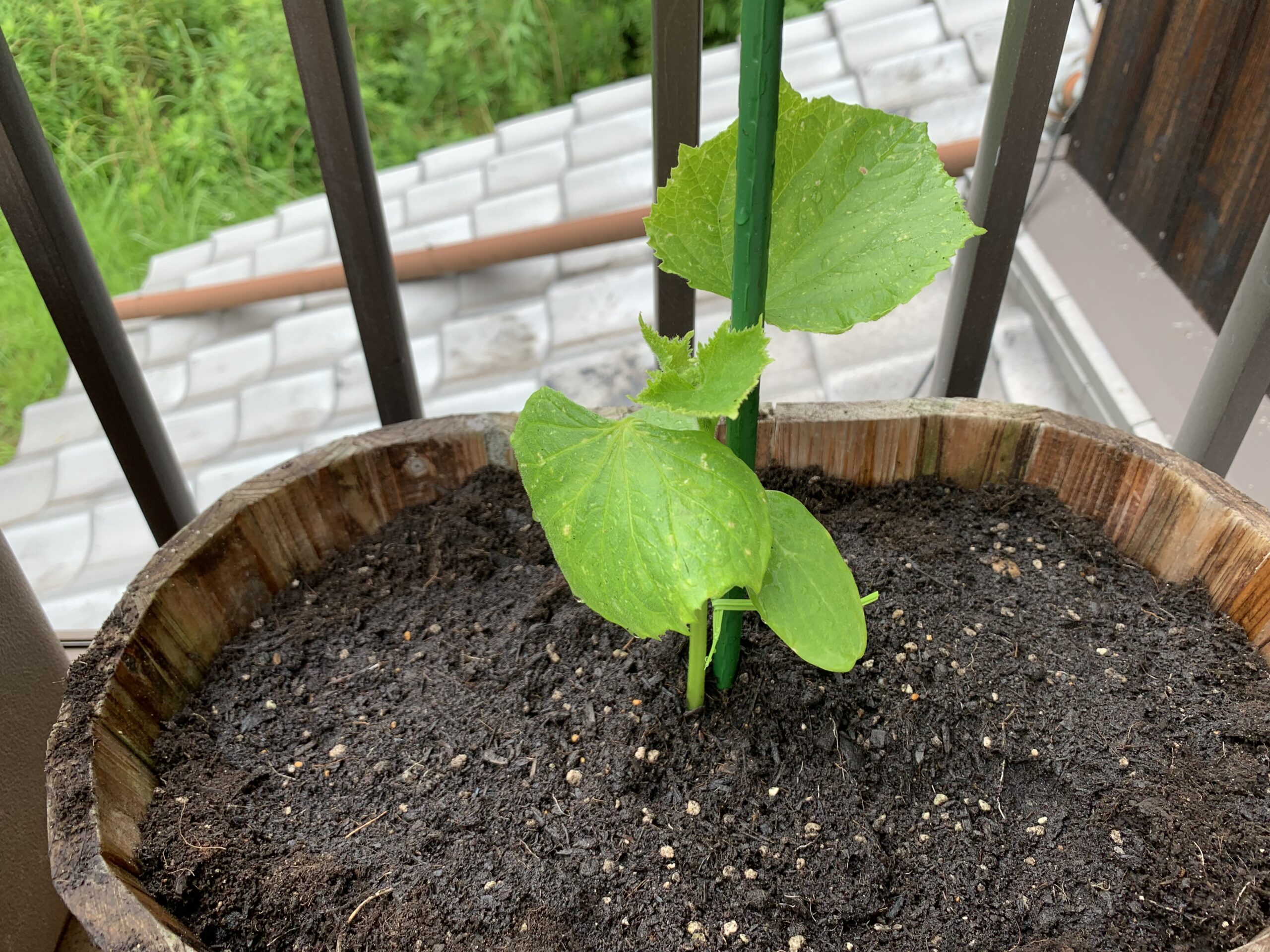 きゅうりをプランターで育ててみよう 植付け編 Amefarm えーみーふぁーむ 家庭菜園 ブログ