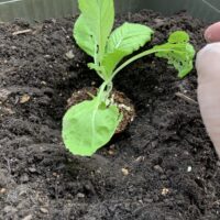 プランターに植えた白菜の苗