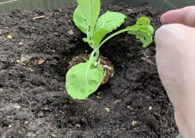 プランターに植えた白菜の苗