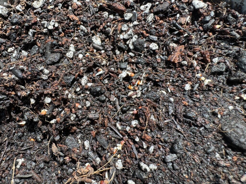 種まき翌日に発芽したサラダ京水菜