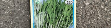 トーホクのサラダ京水菜のタネ
