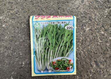 トーホクのサラダ京水菜のタネ