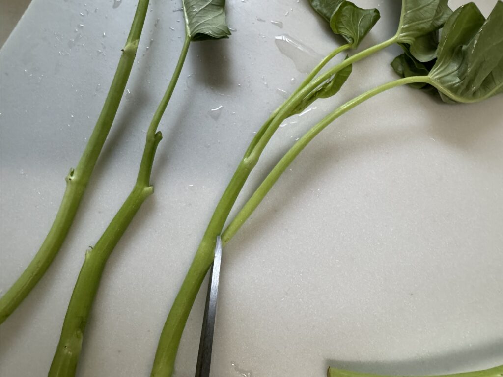空心菜(くうしんさい)の葉っぱを切っていく様子