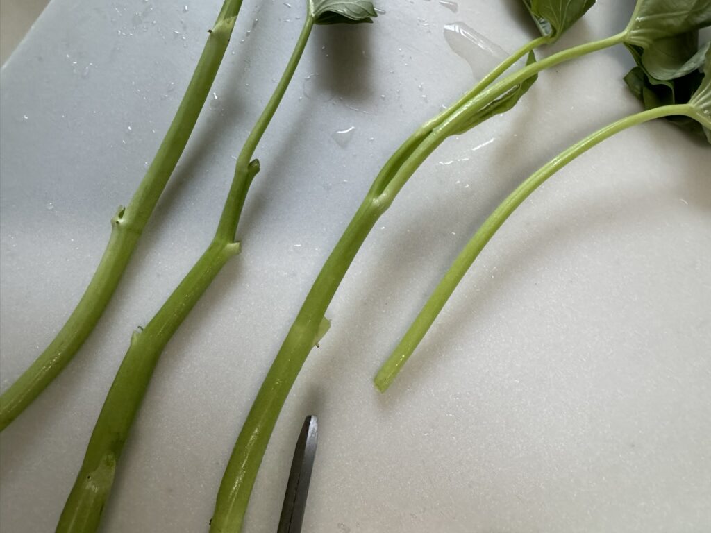 空心菜(くうしんさい)の葉っぱを切っていく様子