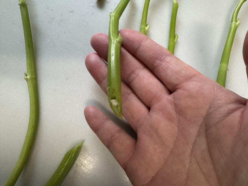 空心菜(くうしんさい)の茎を斜めにカットした様子