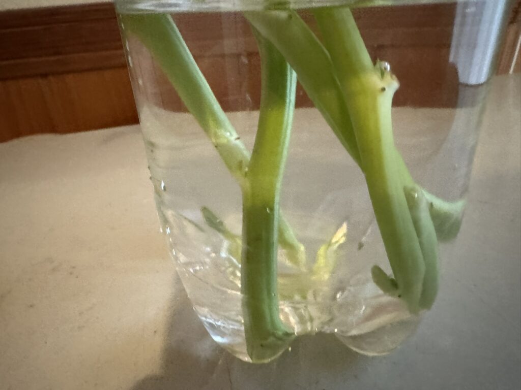 茎を斜めにカットした空心菜(くうしんさい)を水を入れた容器に生ける様子