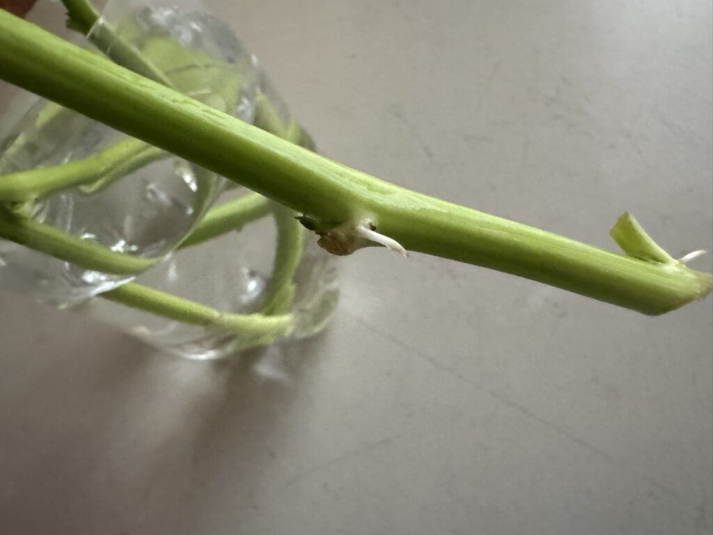 茎から発根した空心菜(くうしんさい)