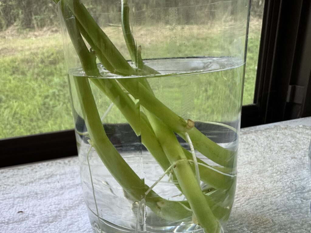茎から発根した空心菜(くうしんさい)