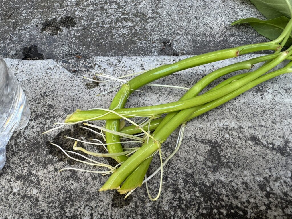 茎から発根した空心菜(くうしんさい)