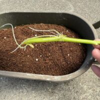 ダイソーのかる～い花と野菜の元肥入り培養土2Lを入れたプランターと発根した空心菜(空心菜」の様子