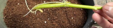 ダイソーのかる~い花と野菜の元肥入り培養土2Lを入れたプランターと発根した空心菜(空心菜」の様子