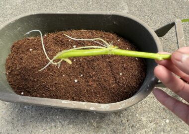 ダイソーのかる~い花と野菜の元肥入り培養土2Lを入れたプランターと発根した空心菜(空心菜」の様子