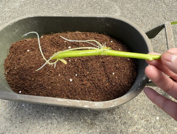 ダイソーのかる～い花と野菜の元肥入り培養土2Lを入れたプランターと発根した空心菜(空心菜」の様子
