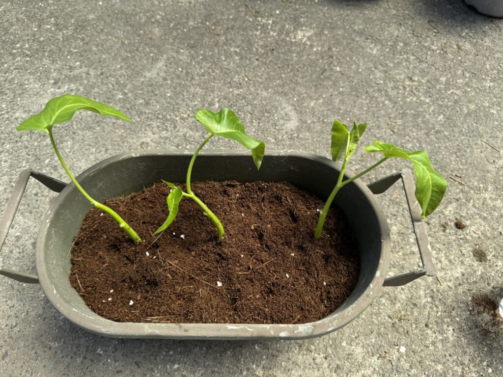 土を入れたプランターに空心菜を植えた様子