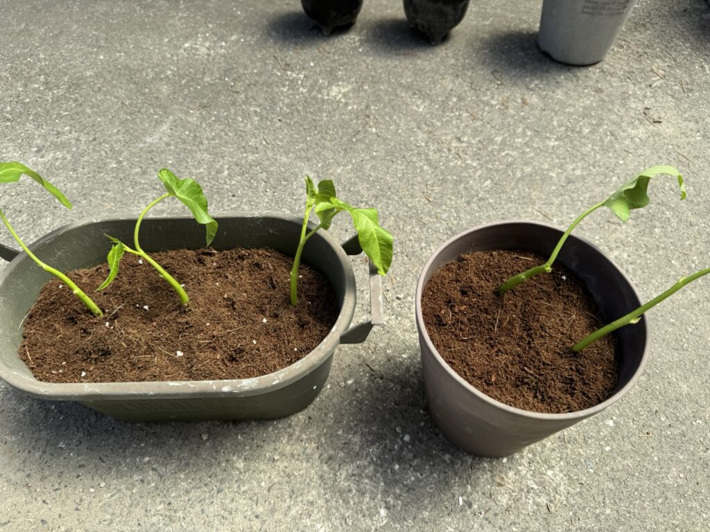 土を入れたプランターに空心菜を植えた様子
