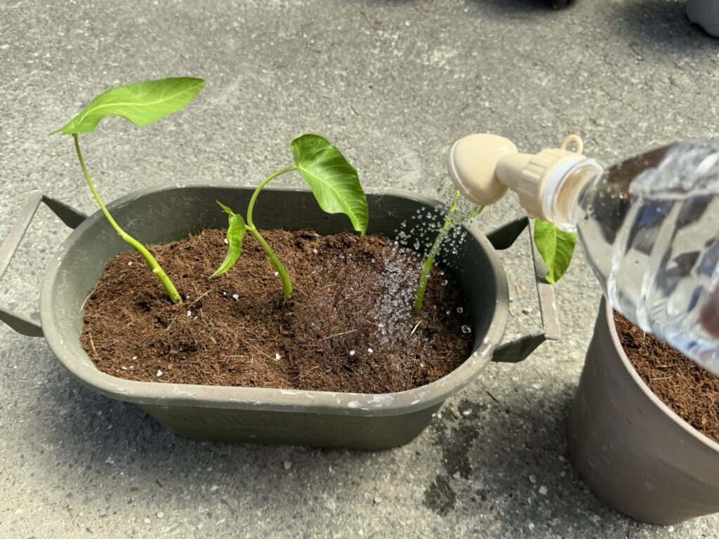 土を入れたプランターに空心菜を植えて、水やりする様子