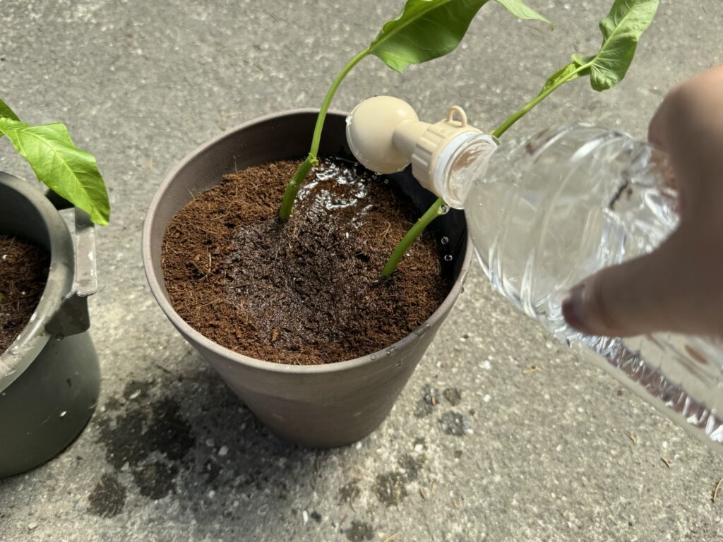 土を入れたプランターに空心菜を植えて、水やりする様子