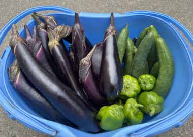 バケツ一杯に収穫した茄子などの野菜