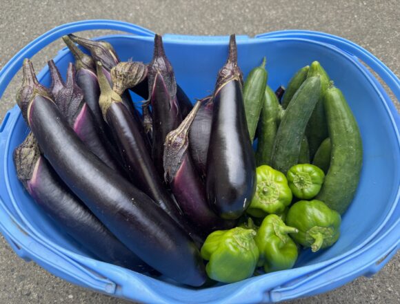 バケツ一杯に収穫した茄子などの野菜