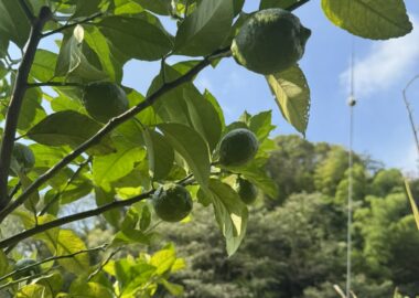 畑で栽培中のレモン