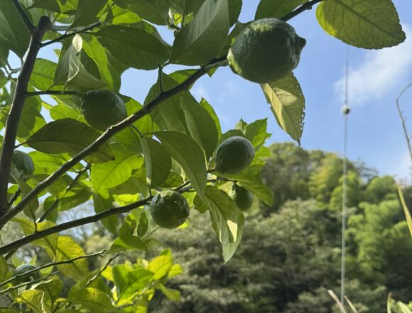 畑で栽培中のレモン