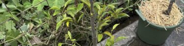 鉢に植え替えしたゆずの木