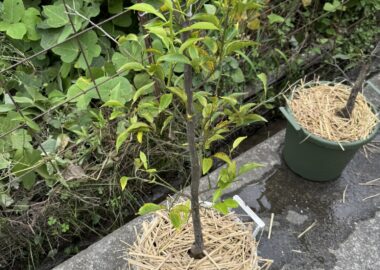 鉢に植え替えしたゆずの木