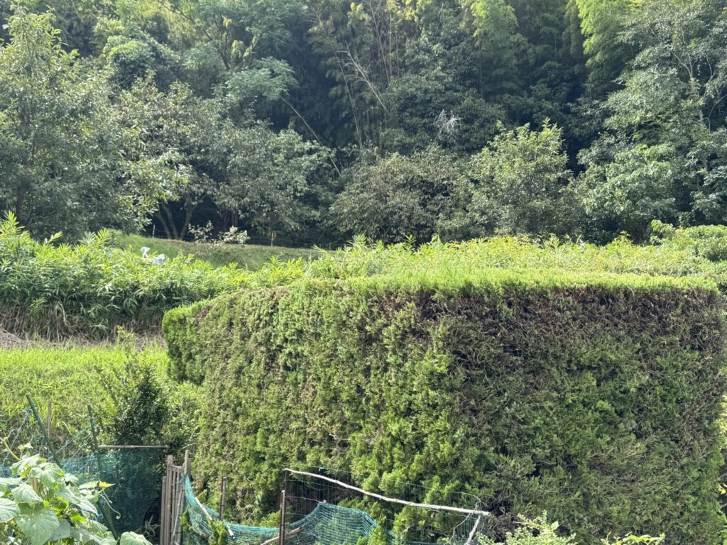 びしっとそろって刈り上げられた垣根